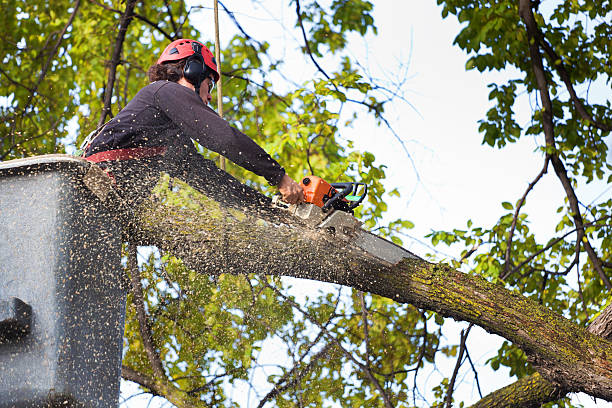 Best Lot and Land Clearing  in Baraga, MI